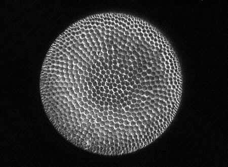 [diatoms diatom image images]