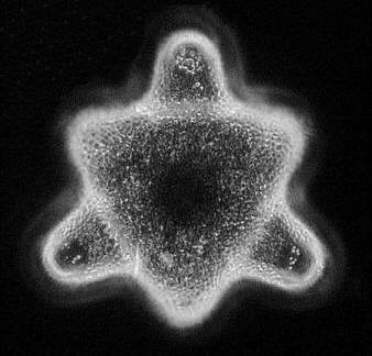[diatoms diatom image images diatomeen fotos]