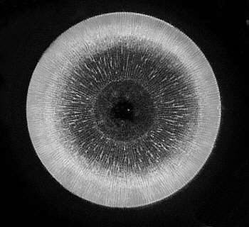 [diatoms diatom image images diatomeen fotos]