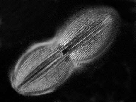 [diatoms diatom image images diatomeen fotos]