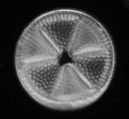 [diatoms diatom image images diatomeen fotos]