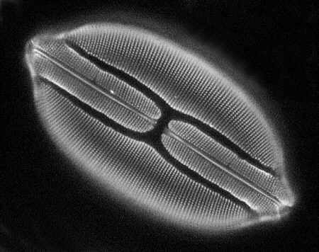 [diatoms diatom image images diatomeen fotos]