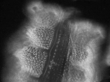 [diatoms diatom image images diatomeen fotos]