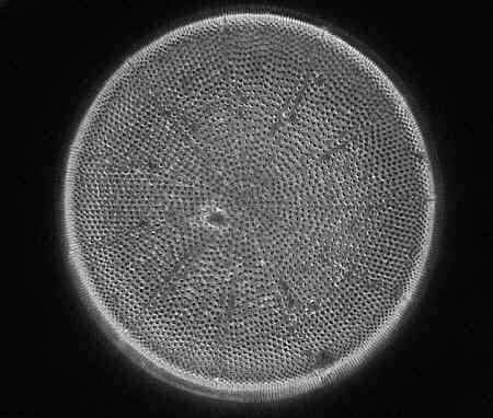 [diatoms diatom image images diatomeen fotos]