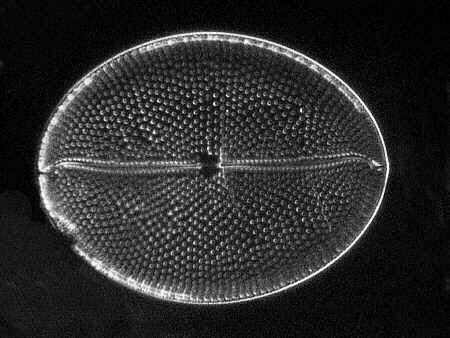[diatoms diatom image images diatomeen fotos]